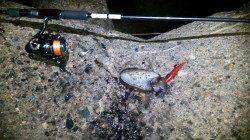 深日漁港、エギングでコウイカの釣果