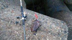 深日漁港、エギングでコウイカの釣果