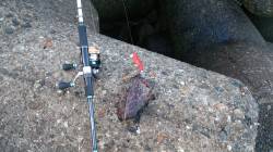 深日漁港、エギングでコウイカの釣果