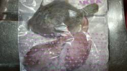 とっとパークにて投げ釣りの釣果