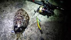 深日漁港にてエギング～潮止まった時に甲イカ…