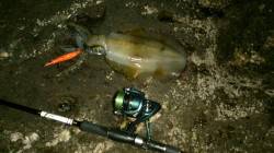 下げ潮狙いでエギング☆740gとコロッケサ…