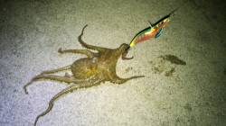 エギングでタコの釣果