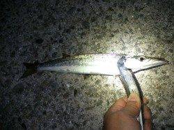 岩屋のアジングでアジ&カマス