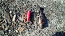 谷川漁港　エギング・キスは撃沈　SLシンカ…