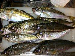 岩屋のアジングでアジ&カマス