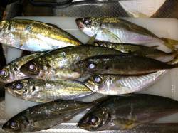 岩屋のアジングでアジ&カマス