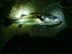 大阪南港　アジングでアジ35匹　ヒットしたアジにスズキも