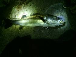 大阪南港　アジングでアジ35匹　ヒットした…