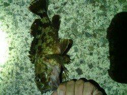 淡輪漁港、底を攻めてガシラ・メバルGET★