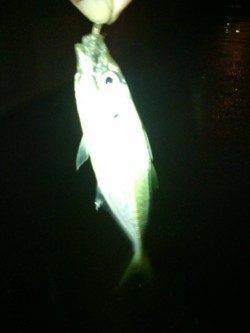 大阪南港　3時間のアジング釣行でアジ50匹以上☆