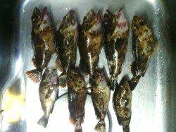 淡輪漁港、底を攻めてガシラ・メバルGET★