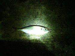 大阪南港　3時間のアジング釣行でアジ50匹以上☆