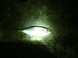 大阪南港　3時間のアジング釣行でアジ50匹…