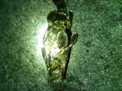 大阪南港でアジング、アジ27匹の釣果