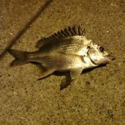 常夜灯周りでアジ・サバ・チヌ　南港のアジング