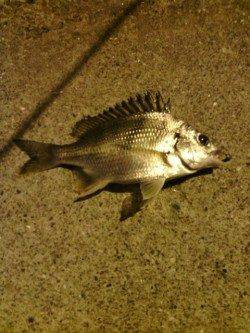 常夜灯周りでアジ・サバ・チヌ　南港のアジング