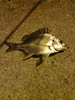 常夜灯周りでアジ・サバ・チヌ　南港のアジン…