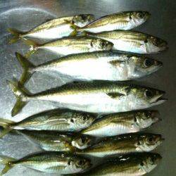 常夜灯周りでアジ・サバ・チヌ　南港のアジング