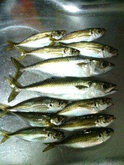 常夜灯周りでアジ・サバ・チヌ　南港のアジング