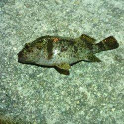 4時頃時合で30分ほど入れ食いに♪　南港アジング