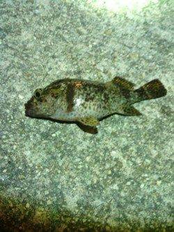 4時頃時合で30分ほど入れ食いに♪　南港アジング