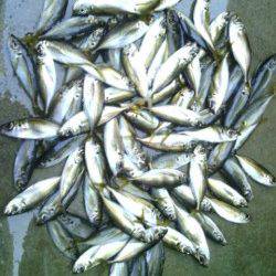 4時頃時合で30分ほど入れ食いに♪　南港アジング