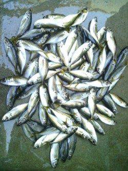 4時頃時合で30分ほど入れ食いに♪　南港アジング