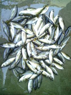 4時頃時合で30分ほど入れ食いに♪　南港ア…