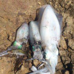 舞鶴東部の地磯でアオリ5杯ＧＥＴ！