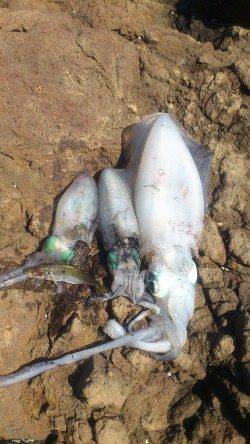 舞鶴東部の地磯でアオリ5杯ＧＥＴ！