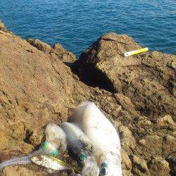 舞鶴東部の地磯でアオリ5杯ＧＥＴ！