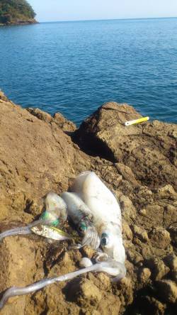 舞鶴東部の地磯でアオリ5杯ＧＥＴ！