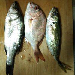 香住西港　ファミリーで魚種多彩なサビキ・アジングが楽しめる