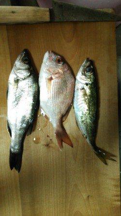 香住西港　ファミリーで魚種多彩なサビキ・アジングが楽しめる