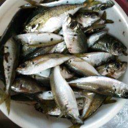 香住西港　ファミリーで魚種多彩なサビキ・アジングが楽しめる