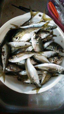 香住西港　ファミリーで魚種多彩なサビキ・アジングが楽しめる