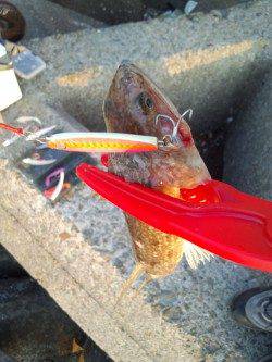 助松埠頭でタチウオ　スローワインドでヒット