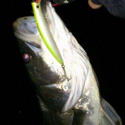 円山川シーバス、まだまだ出そうです