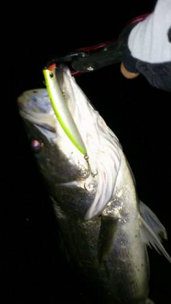 円山川シーバス、まだまだ出そうです