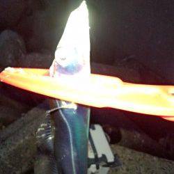 助松埠頭でタチウオ　スローワインドでヒット