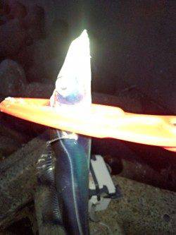 助松埠頭でタチウオ　スローワインドでヒット