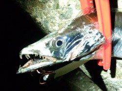 指４本の良型タチウオ　助松埠頭でワインド