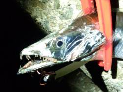 指４本の良型タチウオ　助松埠頭でワインド