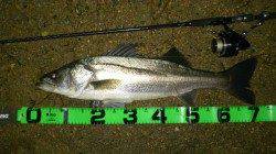 円山川シーバス、まだまだ出そうです