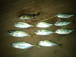 舞洲アジング　常夜灯周辺でボトムを攻めまし…