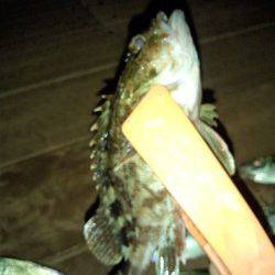 舞洲アジング　常夜灯周辺でボトムを攻めました