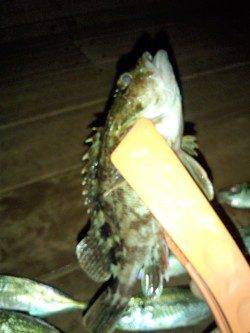 舞洲アジング　常夜灯周辺でボトムを攻めました