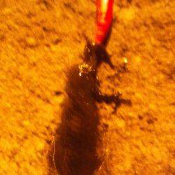 間人でエギング　爆風のなかなんとか3ﾊｲ