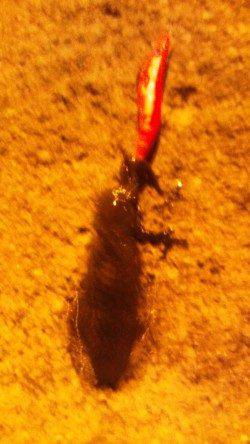 間人でエギング　爆風のなかなんとか3ﾊｲ